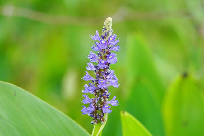 Pickerel weed bloom. Deleon SPrings, Florida