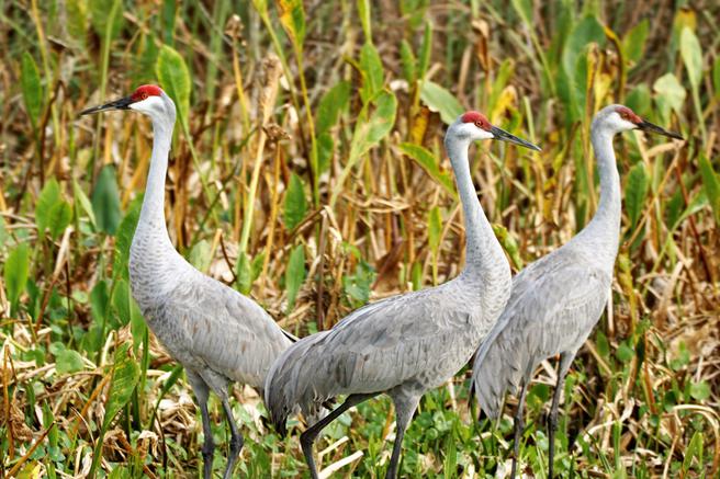 Sandhill Cranes Lake Woodruff National Wildlife Refuge