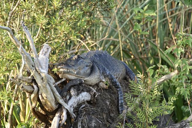 Alligator sunning on log near Daytona Beach, Florida.