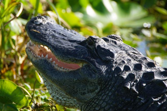 Alligator on Airboat tour near Daytona Beach Florida