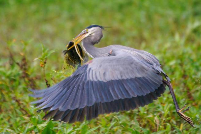 Great Blue Heron with Black Crappie. Near Daytona Beach, Florida.