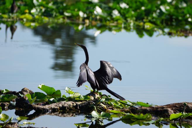 anhinga drying its wings in Deleon Springs, Florida. Near Daytona Beach.