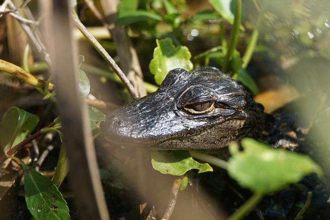 Baby alligator resting in the sun on pennywart. Near Daytona Beach and Orlando.