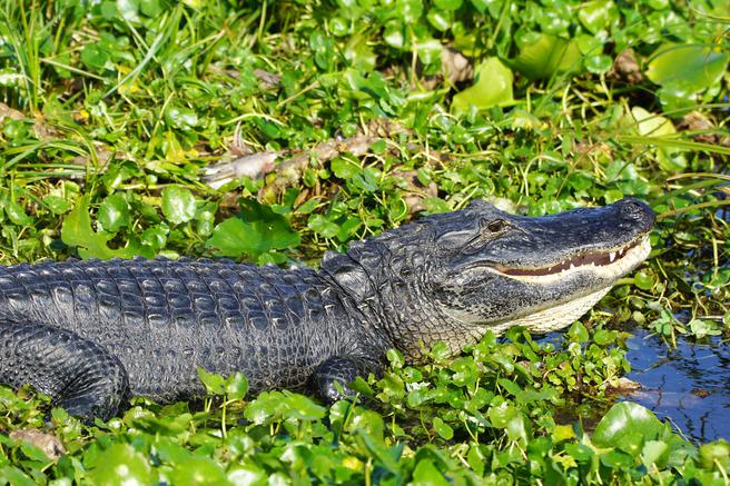 American Alligator Deleon Springs, Florida.