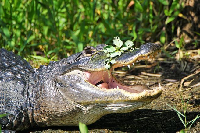 Alligator on Airboat tour near Daytona Beach Florida