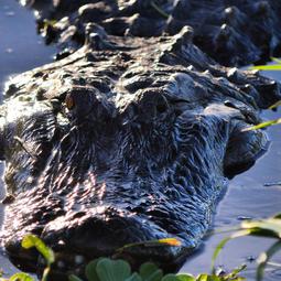 American Alligator Deleon Springs, Florida.