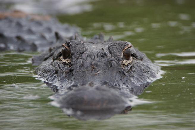 Alligator on Airboat tour near Daytona Beach Florida