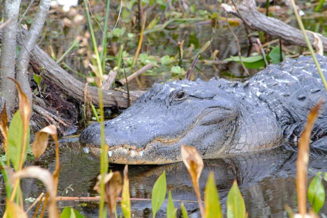 Alligator on airboat tour. Deleon Springs, Florida. Near daytona Beach and Orlando.