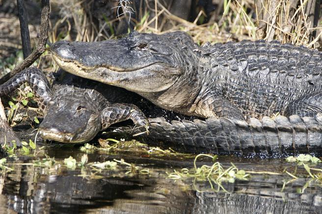 Alligators running into water. Near Daytona Beach, Florida