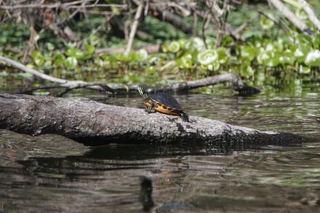 Turtle sunning on log near Daytona Beach, Florida.