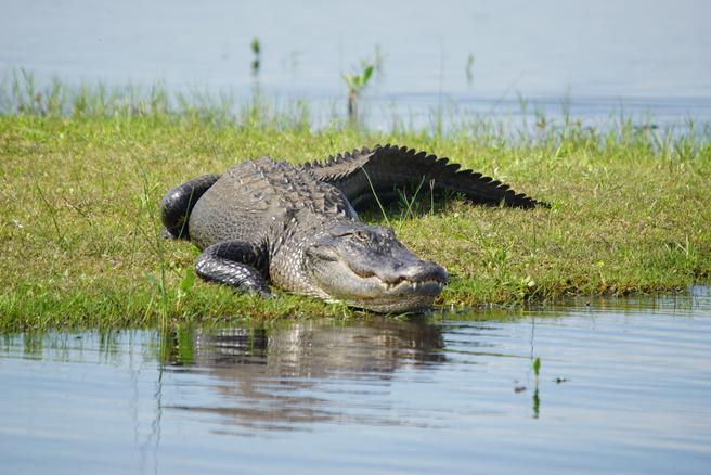 Alligator sunning near Daytona Beach, Florida.