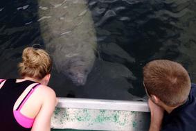 Manatee looking at airboat. Near Daytona Beach, Florida