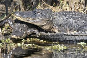 Alligators running into water. Near Daytona Beach, Florida