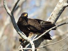 Snail Kite feeding on turtle. Deleon Springs, Florida.