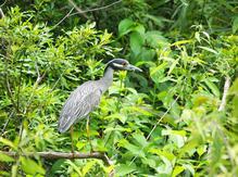 Yellow crowned night heron near Daytona Beach, Florida.