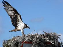 Osprey landing on nest. Deleon Springs, FL.