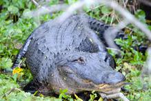Alligator sunning near Daytona Beach, Florida.
