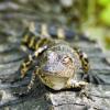 Hatchling alligator resting on its mothers back near Daytona Beach, Florida.