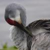 Sandhill Crane Lake Woodruff National Wildlife Refuge. Near Daytona Beach, Florida.