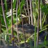 Alligator sunning with a crinum lily. Near Daytona Beach, Florida.