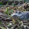 Alligator sunning Deleon Springs, Florida. Near Orlando.