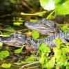 Hatchling alligators sunning near Daytona Beach, Florida.