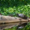 Turtles sunning on log in Deleon Springs State Park, near Daytona Beach, FL.