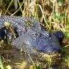 Bull gator sunning in Deleon Springs, Florida. Within easy driving distance of Daytona Beach, Orlando, The Villages, Palm Coast and St. Augustine.