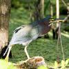 Green Heron fishing in Deleon Springs, FL. Historic Downtown Deland is a great area to grab lunch or dinner.