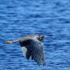 Tri Colored Heron near Daytona Beach, FL.