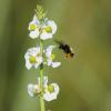 Bumble Bee on arrowhead bloom near Daytona Beach, Florida.