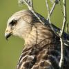 Red Shouldered Hawk, Lake Woodruff National Wildlife Refuge, Deleon Springs, Florida. Near Daytona Beach and Orlando.