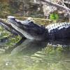 Alligator sunning, Deleon Springs, Florida. Near Orlando and Daytona Beach.