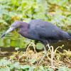 Little Blue Heron, Deleon Springs State Park near Dayona Beach, Florida.