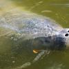 Manatee encounter during airboat tour Deleon Springs, Florida. Near Daytona Beach and Orlando.