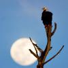 Eagle perched with a full moon behind. Sunset airboat ride with Airboat and Gator Charters from Tedders Fish Camp. Deleon Springs, Florida. Near Daytona Beach and Orlando.
