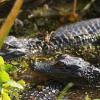 Hatchling Alligators near Daytona Beach, Florida.