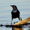 Boat-tailed Grackle, Deleon Springs, Florida. Near Daytona Beach and Orlando.