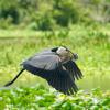 Great Blue Heron with a largemouth bass. Deleon Springs, FL. Near Daytona Beach and Orlando. Easy drive from The Villages.