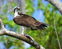 Osprey with fish near Orlando, FL.