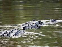 Alligator cruising near Orlando, FL