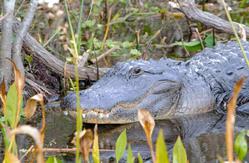 Alligator on airboat tour. Deleon Springs, Florida. Near daytona Beach and Orlando.