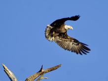 Bald Eagle taking flight Deleon Springs, Florida.