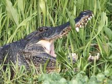 Alligator sunning with mouth open. 