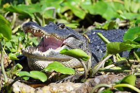 Alligator sunning near Daytona Beach, Florida.