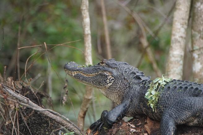 Alligator sunning near Daytona Beach, Florida.