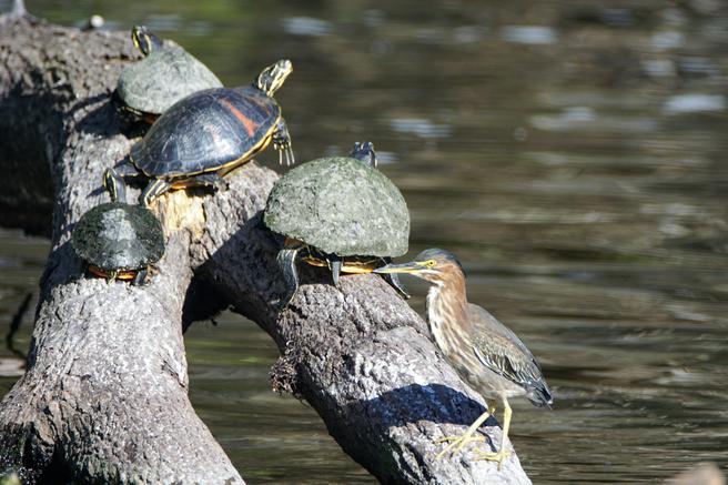 Turtles and Green Heron on a log. Near Orlando and Daytona Beach, Florida.